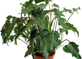 Philodendron Philodendron