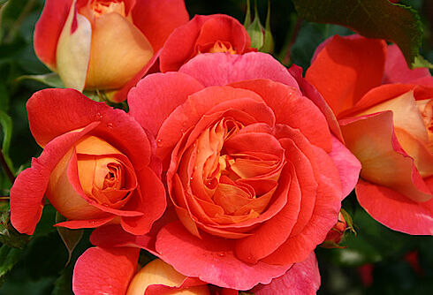 Rosen – wunderbare Vielfalt