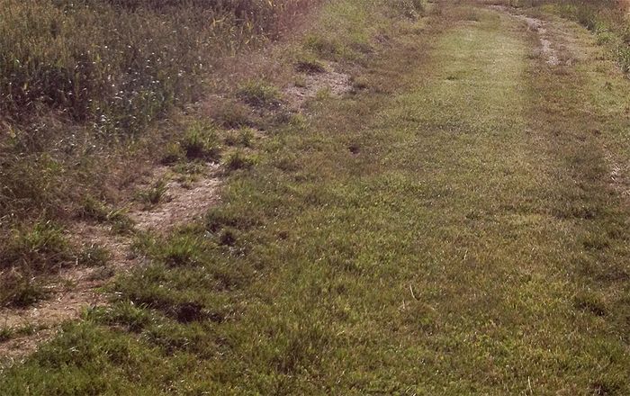 Bodenverdichtung: Laufwege Bodenverdichtung: Laufwege