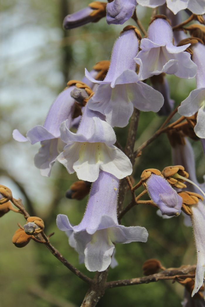 Blauglockenbaum Blauglockenbaum