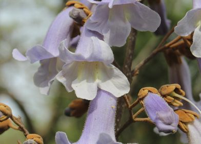 Blauglockenbaum