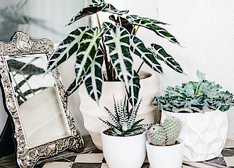 elegantes Pflanzen-Arrangement