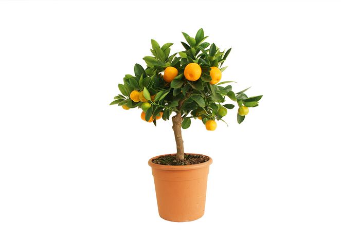 Calamondinorange Calamondinorange