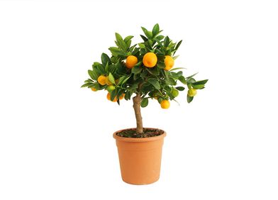 Calamondinorange