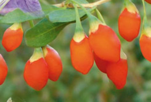 Gesundheitsbeeren: Goji Beere, Maibeere und Vitalbeere