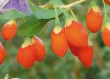 Gesundheitsbeeren: Goji Beere, Maibeere und Vitalbeere