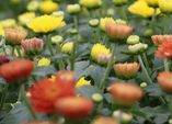 Herbstchrysantheme