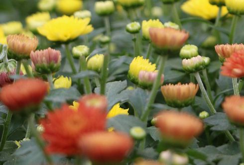 Herbstchrysantheme