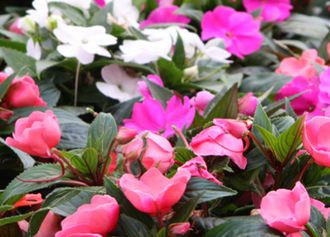 Fleißiges Lieschen (Impatiens)