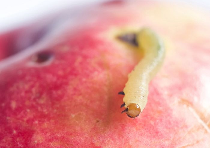 Obstmaden Obstmaden