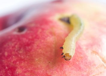 Obstmaden