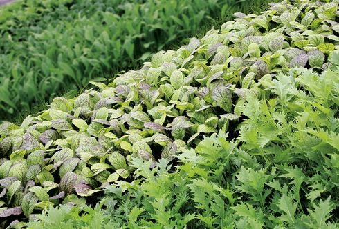 Rezepte Asia-Salate