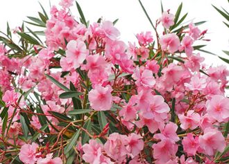 Oleander (Nerium oleander)