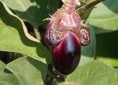 Melanzani