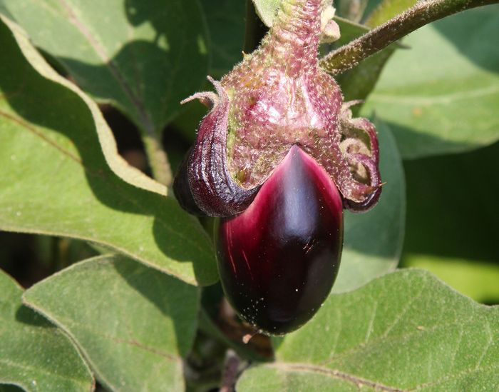Melanzani
