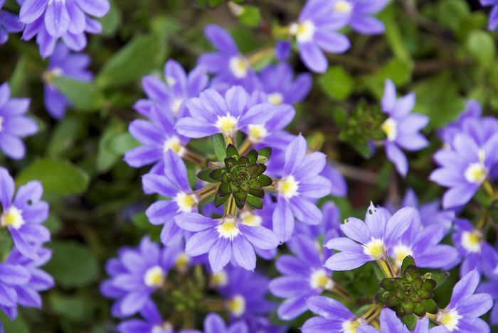 Blaue Fächerblume Blaue Fächerblume