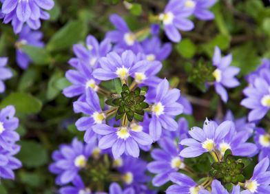 Blaue Fächerblume