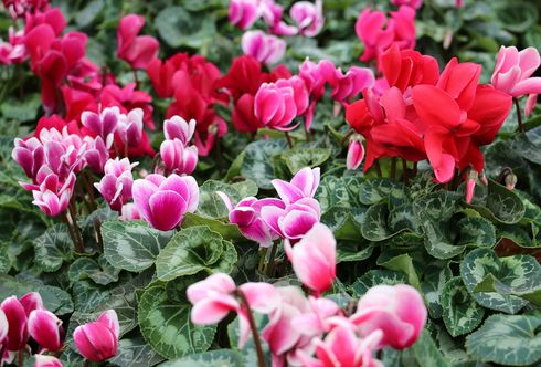 Cyclamen - Alpenveilchen