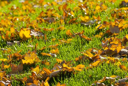 Rasenpflege im Herbst - 5 grasgrüne Regeln