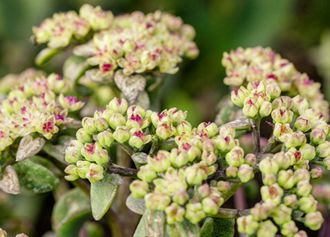 Fetthenne (Sedum)
