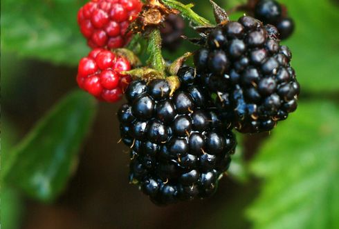 Brombeeren