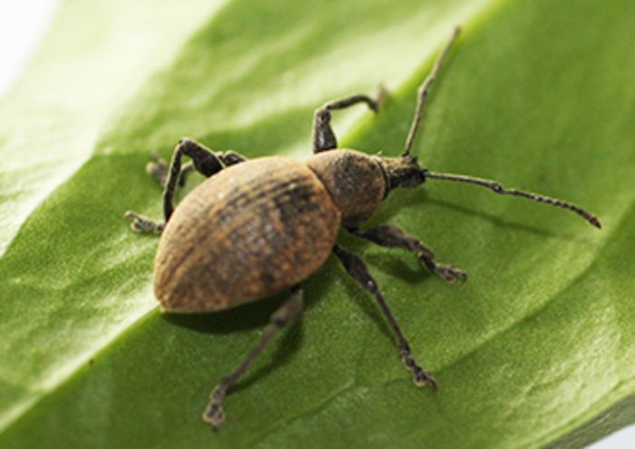 Dickmaulrüssler Dickmaulrüssler