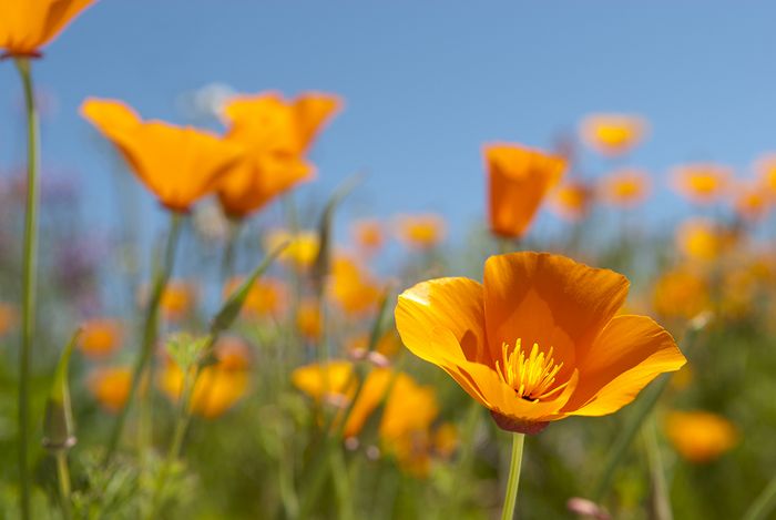 Goldmohn Goldmohn