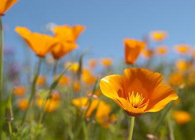 Goldmohn