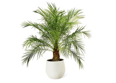 Zwergdattelpalme
