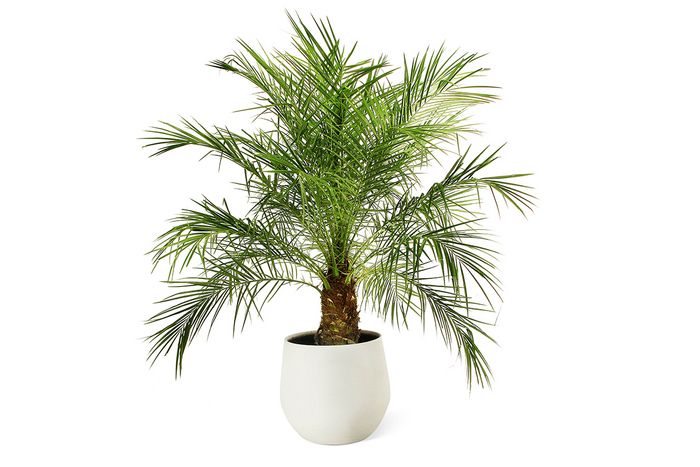 Zwergdattelpalme Zwergdattelpalme