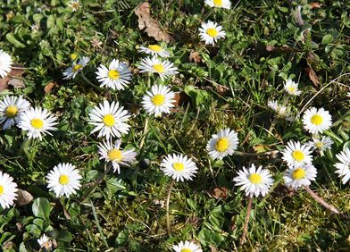 Zeigerpflanze: Gänseblümchen
