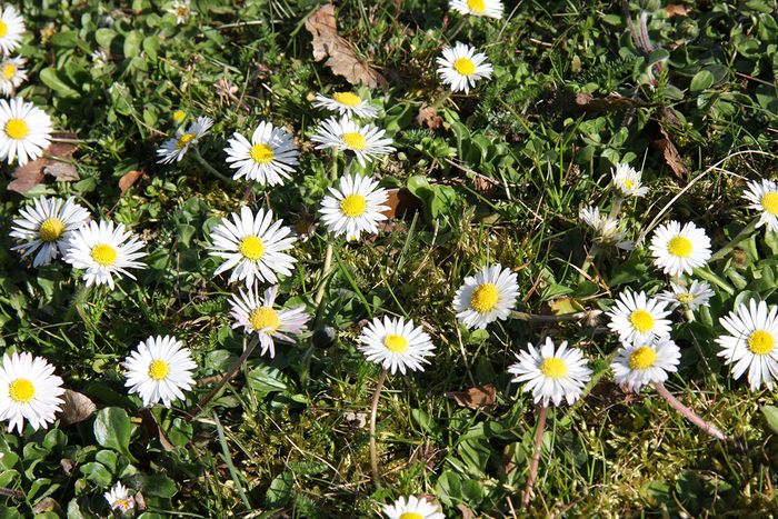 Zeigerpflanze: Gänseblümchen Zeigerpflanze: Gänseblümchen