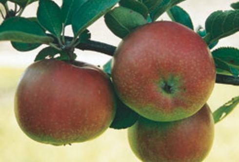 Mai: Jetzt braucht uns der Obstgarten!