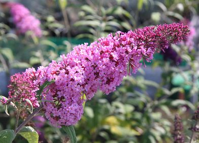 Sommerflieder