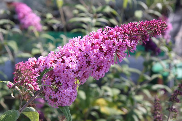 Sommerflieder Sommerflieder