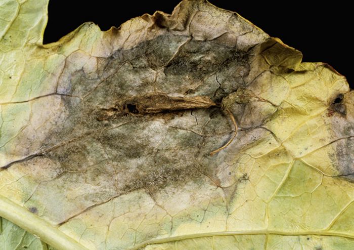 Grauschimmel (Graufäule, Botrytis) Grauschimmel (Graufäule, Botrytis)