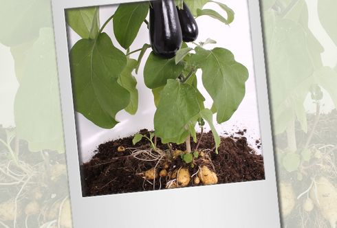 Auberginen und Kartoffeln von einer Pflanze, die GineTato