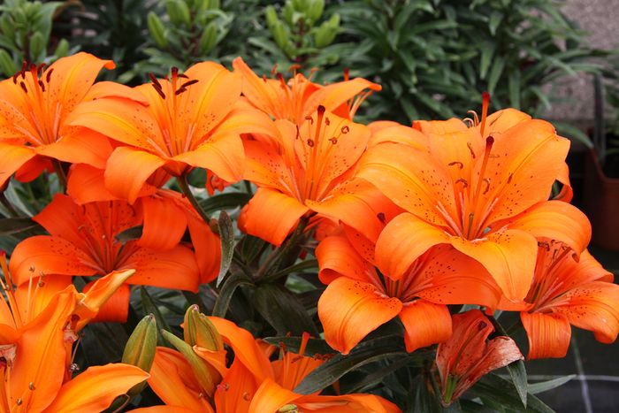 Lilien Lilien
