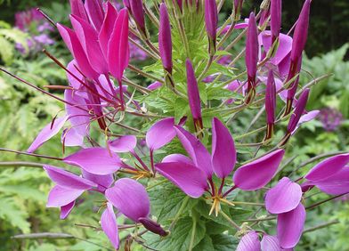 Spinnenblume