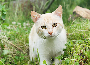 Katzen