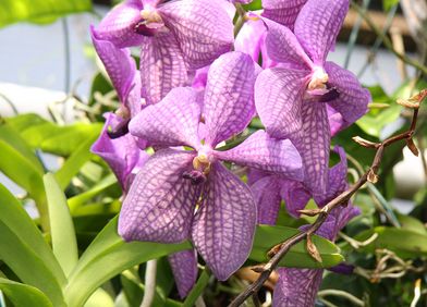 Vanda