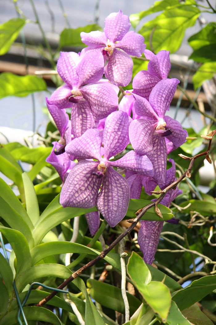 Vanda Vanda
