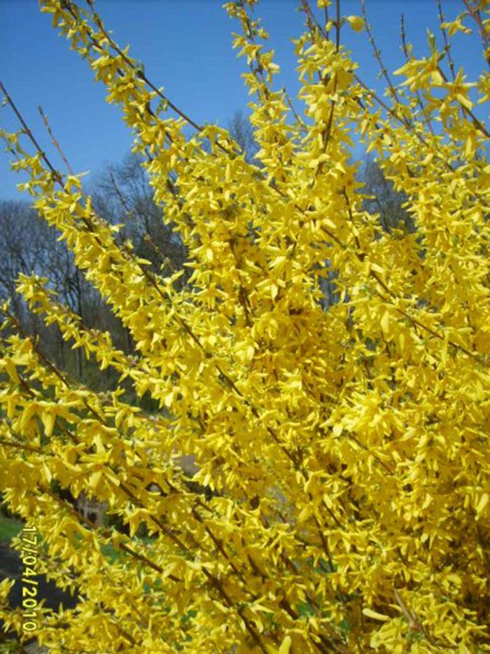 Forsythie Forsythie