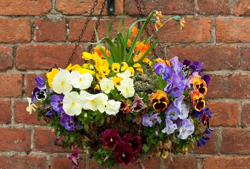 Hanging Baskets - kugelrund und bunt