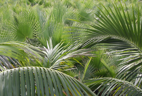 Palmen