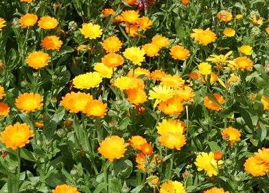 Ringelblume