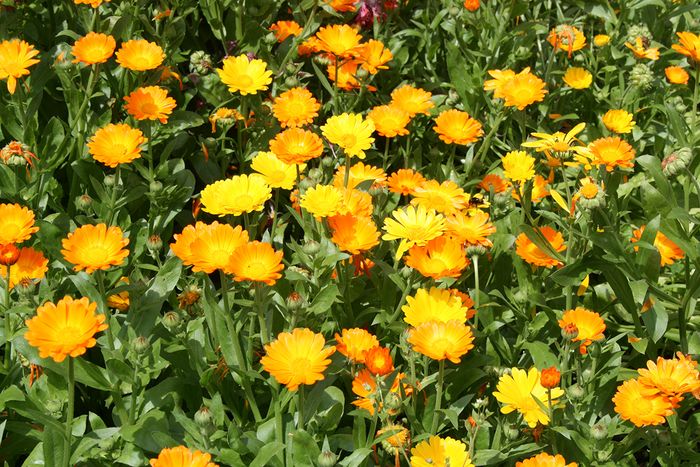 Ringelblume
