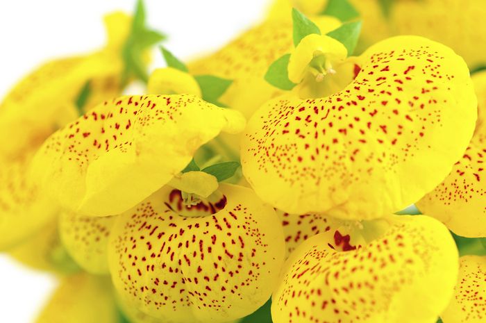 Pantoffelblume Pantoffelblume
