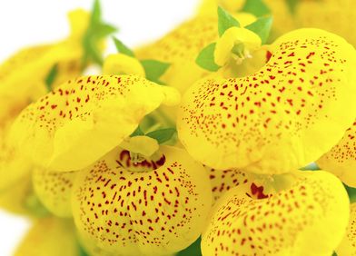 Pantoffelblume