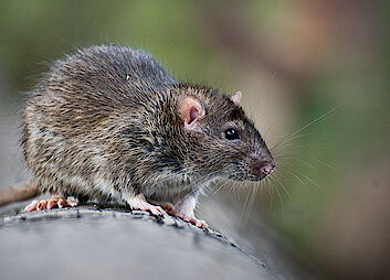 Ratten